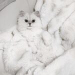 Elle Fowler Instagram - This is the newest baby, his name is Washi 🐱