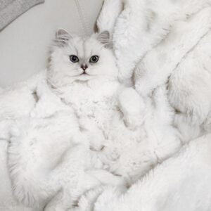 Elle Fowler Instagram - This is the newest baby, his name is Washi 🐱
