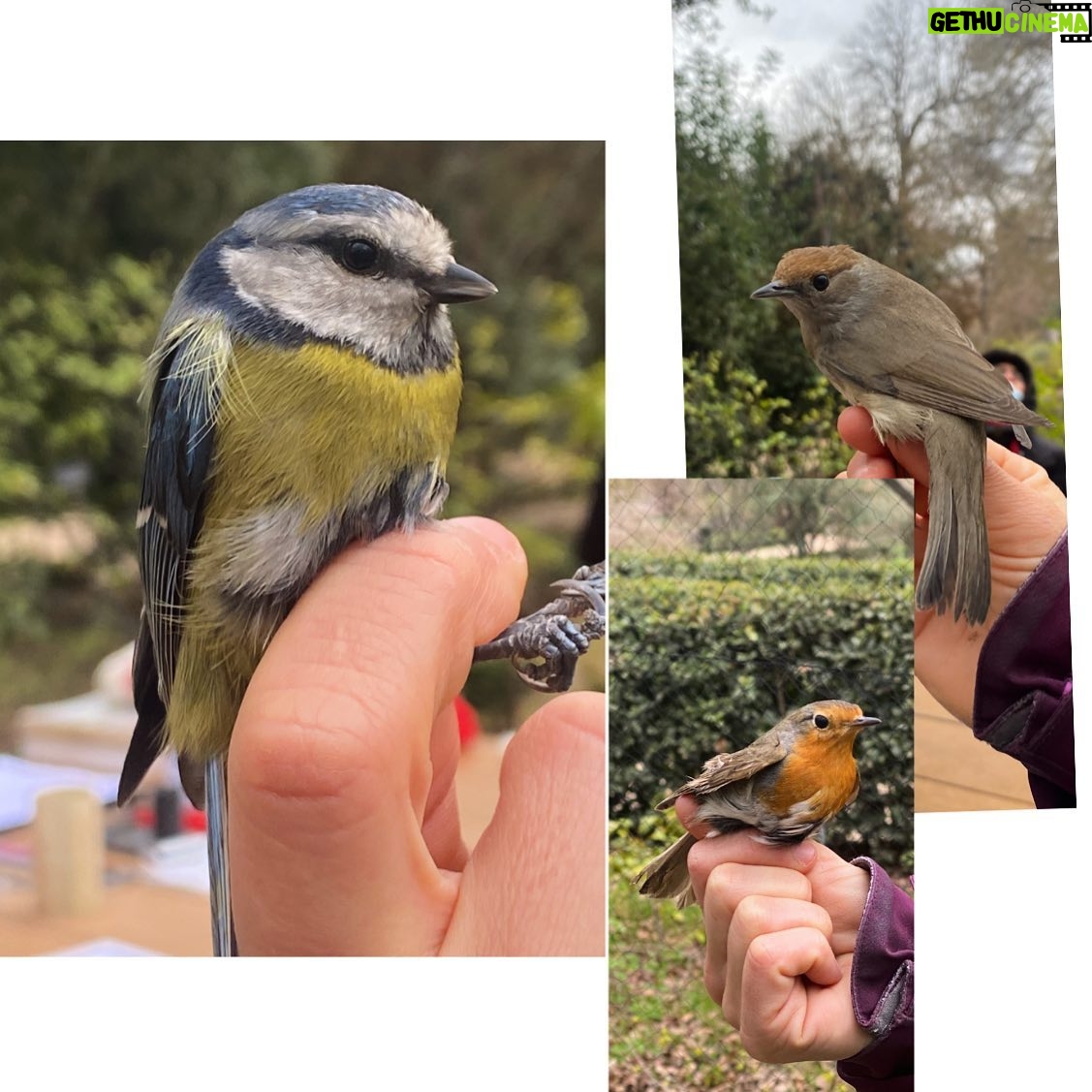 Elsa Punset - 1.1K Likes - Hoy tuve la mañana para aprender, descansar y disfrutar con este taller de anillamiento de aves en el Jardín Botánico de Madrid. Gracias! Gran experiencia #jardinbotanicomadrid #anillamientodeaves #aves #naturalezaviva #pajaros #currucacapirotada #herrerillocomun #petirrojoeuropeo