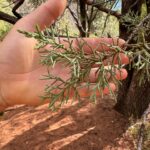 Elysia Rotaru Instagram - Beyond Thankful 🧡❤️🧡❤️🧡❤️🧡❤️🧡❤️🧡❤️🧡 #photodump pt 2 #sedona #hiking #boyntoncanyon #vortex #redearth #mountains #kachinawoman #miiamospa #fiveyears @ryslife @relaischateaux @mii_amo_spa 🌲 ALSO what tree is this on pic 8 ? It’s the perfect smell. ALSO thank you @gustafsonperformancecenter for getting me up and moving so I can climb this mountain, and more to come! 🏜️