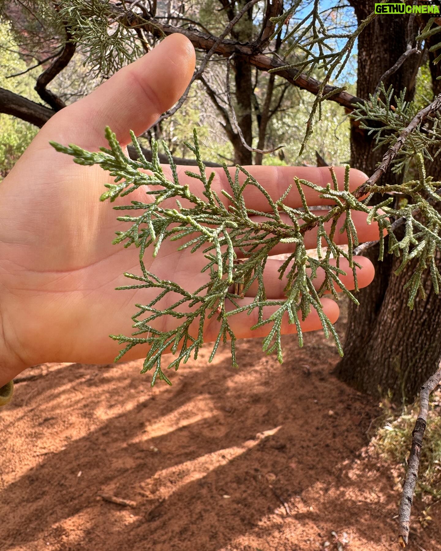 Elysia Rotaru Instagram - Beyond Thankful 🧡❤️🧡❤️🧡❤️🧡❤️🧡❤️🧡❤️🧡 #photodump pt 2 #sedona #hiking #boyntoncanyon #vortex #redearth #mountains #kachinawoman #miiamospa #fiveyears @ryslife @relaischateaux @mii_amo_spa 🌲 ALSO what tree is this on pic 8 ? It’s the perfect smell. ALSO thank you @gustafsonperformancecenter for getting me up and moving so I can climb this mountain, and more to come! 🏜️