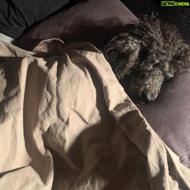 Emayatzy Corinealdi - 1.4K Likes - Did someone say it was National Dog Day? #nationaldogday