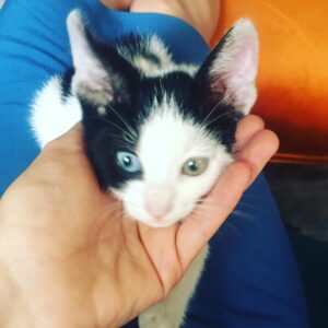 Emel Çölgeçen Instagram - Avuç içi kadar mutluluk #maça