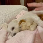 Emel Sayın Instagram - 🧿 4 ekim hayvnları koruma günü 💝