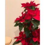 Emi Takei Instagram - 👋　December🎄 毎年１２月には、かかせないお花。 家が明るくなります😊