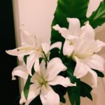Emi Takei Instagram -
