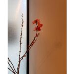 Emi Takei Instagram – 見るたびどんどん蕾が開いていくから
チラチラと見てしまう。

春がすぐそこまで。🌸🌸
