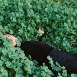 Emilia Lazo Instagram - desnudar y sincerar, dejar morir para hacer espacio, rendirse y abrazar lo que viene 🎞️ Portra800 revelado y digitalizado x @cuartocolorlab #portrait #staybrokeshootfilm #35mm #analogphotography