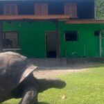 Emilia Schüle Instagram - März 🐢