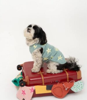 Emily Hall Instagram - Since my camera roll is mainly just dogs…