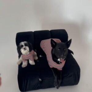 Emily Hall Instagram - Since my camera roll is mainly just dogs…