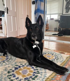Emily Hall Instagram - Since my camera roll is mainly just dogs…
