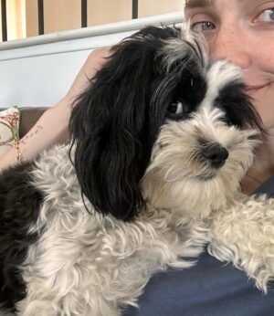 Emily Hall Instagram - Since my camera roll is mainly just dogs…