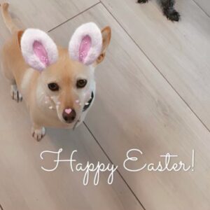 Emily Procter Instagram - Big Easter love from a dog the size of a cat wearing bunny ears named The Bird!