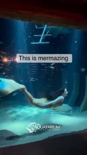 Emily Alexandra Guglielmo Instagram - 🧜🏻‍♀️ So proud to be part of @mermaids.make.waves 

🌊 Making waves in 2024 ~ 

✈️ Stay Tuned for Tour Dates 

#thefloridamermaid #theamericanmermaid #underwaterentertainment