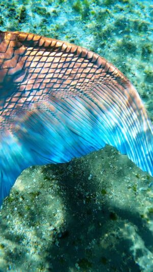 Emily Alexandra Guglielmo Instagram - 🧜🏻‍♀️ I promise I’ll show you that mermaids truly are real 

🪄 Isn’t it true that we can summon anything we THINK to become real…. 

✨ So real it is …..

💡All we have to do is start by thinking and believing it ~ and therefore it is !

🚨DISCLAIMER : There will be work involved to get there

#balance #thesecret #thinkingisbeliving #magic #mindfoolery #thinkandgrowrich #askandyoushallreceive #believefirst #youmusthavefaith #timeisnow #v3 #iloveme #happinessisthenewsexy