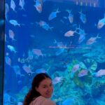 Emily Alexandra Guglielmo Instagram - ✈️ When in Dubai ~ 🧜🏻‍♀️ Mermaids are global … Didn’t you know ? @thedubaimall #mermaidsareglobal #whenindubai #globalentertainment