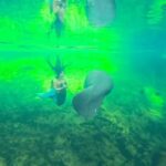 Emily Alexandra Guglielmo Instagram - 🧜🏻‍♀️ Happy Manatee & Mermaid Monday What a treasure to get to swim with manatees in my own backyard ( meaning florida ) They are the most sweetest and docile creatures #manatees #mermaids #floridasprings #miracles #manateesandmermaids #manateesandmemories