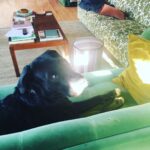 Emily Browning Instagram – Here’s ten pictures of ma best friend coz he’s a perfect baba and coz I’ve been away from him for three whole weeks and coz I miss him so much ma heart hurts ❤️❤️😭❤️❤️ #trouble #thegoodestboy #myson #psitslaureldummies