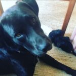 Emily Browning Instagram – Here’s ten pictures of ma best friend coz he’s a perfect baba and coz I’ve been away from him for three whole weeks and coz I miss him so much ma heart hurts ❤️❤️😭❤️❤️ #trouble #thegoodestboy #myson #psitslaureldummies