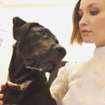 Emily Browning Instagram – Puppy glamour shots with Trouble, post @sagaftrafound panel… and pre having my head/face slobbered all over 💖🐶💖