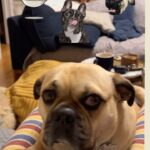 Emily Swallow Instagram - He’s a man of many identities… #arthurmillerthepugabull #yoda #frenchie #pug #pugabullsofinstagram #pugsofinstagram