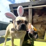 Emily Swallow Instagram - Happy Easter from the two cutest bunnies around! Arthur really digs his rebranding as a bunny. Norma is, as per usual, NOT impressed. #arthurmillerthepugabull #normajeanmeatballs #happyeaster #resurrectionday #dogstagram #frenchtonsofinstagram #pugabull #pugsofinstagram