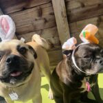 Emily Swallow Instagram - Happy Easter from the two cutest bunnies around! Arthur really digs his rebranding as a bunny. Norma is, as per usual, NOT impressed. #arthurmillerthepugabull #normajeanmeatballs #happyeaster #resurrectionday #dogstagram #frenchtonsofinstagram #pugabull #pugsofinstagram