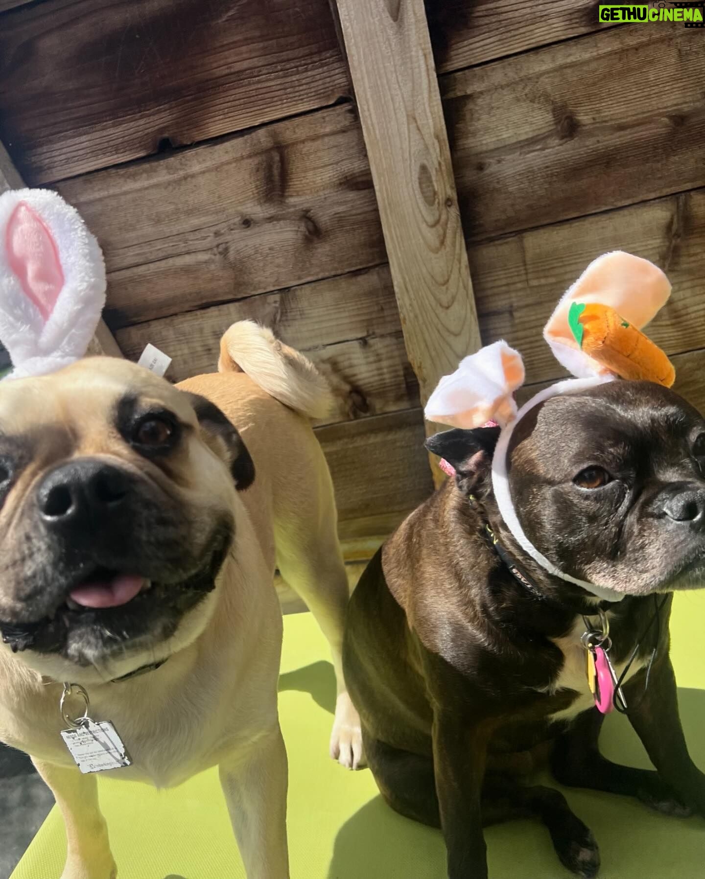 Emily Swallow Instagram - Happy Easter from the two cutest bunnies around! Arthur really digs his rebranding as a bunny. Norma is, as per usual, NOT impressed. #arthurmillerthepugabull #normajeanmeatballs #happyeaster #resurrectionday #dogstagram #frenchtonsofinstagram #pugabull #pugsofinstagram