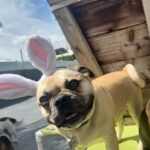 Emily Swallow Instagram - Happy Easter from the two cutest bunnies around! Arthur really digs his rebranding as a bunny. Norma is, as per usual, NOT impressed. #arthurmillerthepugabull #normajeanmeatballs #happyeaster #resurrectionday #dogstagram #frenchtonsofinstagram #pugabull #pugsofinstagram