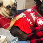 Emily Swallow Instagram - Dogs in Christmas clothes: isn’t this what the season is all about?? #normajeanandarthurmiller #normajeanmeatballs #arthurmillerthepugabull #dogstagram #dogsoftopanga #uglysweater #bigbootyboys #junkinthetrunk #alliwantforchristmasisyou #tistheseason #dogsinclothes