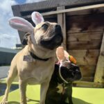 Emily Swallow Instagram - Happy Easter from the two cutest bunnies around! Arthur really digs his rebranding as a bunny. Norma is, as per usual, NOT impressed. #arthurmillerthepugabull #normajeanmeatballs #happyeaster #resurrectionday #dogstagram #frenchtonsofinstagram #pugabull #pugsofinstagram