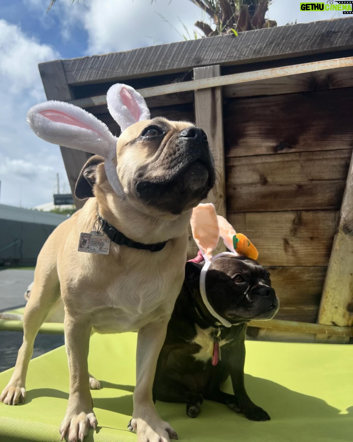 Emily Swallow Instagram - Happy Easter from the two cutest bunnies around! Arthur really digs his rebranding as a bunny. Norma is, as per usual, NOT impressed. #arthurmillerthepugabull #normajeanmeatballs #happyeaster #resurrectionday #dogstagram #frenchtonsofinstagram #pugabull #pugsofinstagram