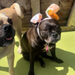Emily Swallow Instagram - Happy Easter from the two cutest bunnies around! Arthur really digs his rebranding as a bunny. Norma is, as per usual, NOT impressed. #arthurmillerthepugabull #normajeanmeatballs #happyeaster #resurrectionday #dogstagram #frenchtonsofinstagram #pugabull #pugsofinstagram