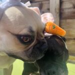 Emily Swallow Instagram - Happy Easter from the two cutest bunnies around! Arthur really digs his rebranding as a bunny. Norma is, as per usual, NOT impressed. #arthurmillerthepugabull #normajeanmeatballs #happyeaster #resurrectionday #dogstagram #frenchtonsofinstagram #pugabull #pugsofinstagram