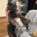 Emily V. Gordon Instagram - Bagel has had it up to here with your shit.