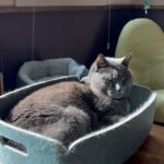 Emily V. Gordon Instagram - My cat likes classical. I thought you might like her liking classical.