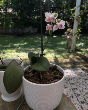 Emma Booth Instagram - This little orchid decided to bloom on its own a year later from what I thought was a very dead one… 
I was SO HAPPY! Although I did come out yesterday and a giant grasshopper was eating one of them. Seriously dude, you have an entire garden!!!!..
.
Proof that anyone can bloom even after the darkest of times… 🌚
.
.
.
.
.
#mygarden #orchid #bloom