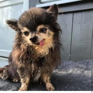 Emma Wiklund Instagram - Found this little fellow in the woods yesterday. So tired, wet and exhausted. Picked him up in my car, drove to the nearest house and the family there helped this sweetheart to get home again. So happy to know that this 14 years old “Micke” finally is back home with his family. 
He has bad seeing and hearing and he had been out for a while in the forest. 

Thank you Annelie and Roger for helping me out finding his home again!