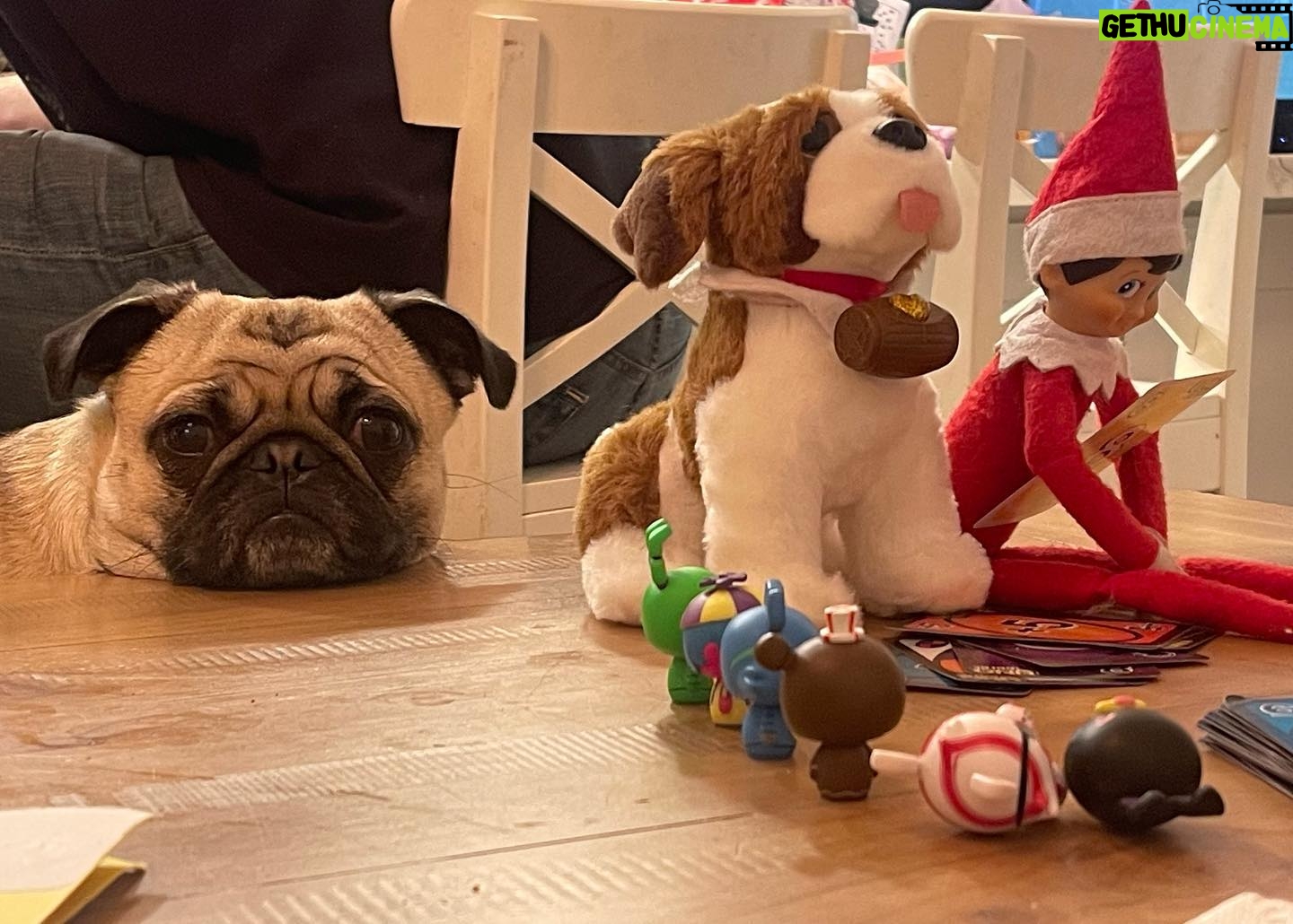 Emme Rylan Instagram - Buddy is slowllllly inching closer to our elf. #wantstomakeitachewtoy (The elf has Uno 😂)