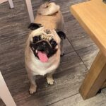 Emme Rylan Instagram - Good morning! #puglove