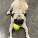 Emme Rylan Instagram - Happy Thursday! #happypug