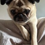 Emme Rylan Instagram - Good morning! #puglove #wantsasnack