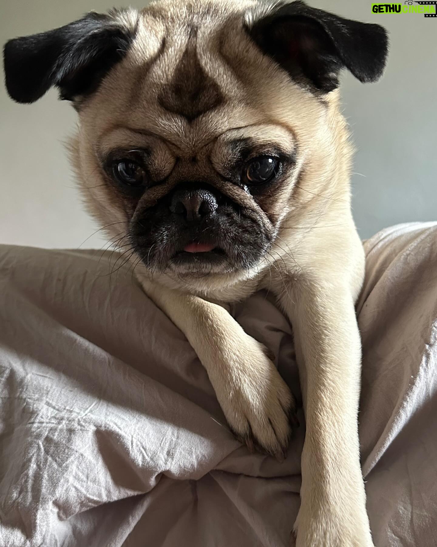 Emme Rylan Instagram - Good morning! #puglove #wantsasnack