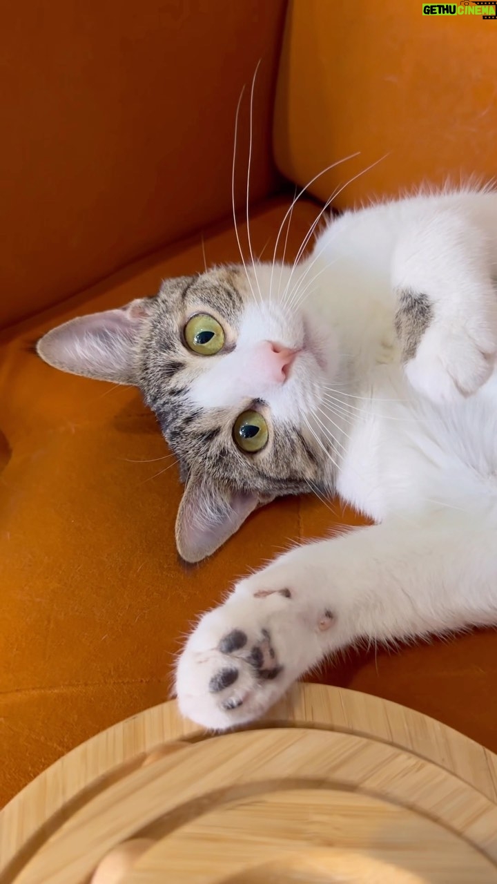 Emme Rylan Instagram - For #internationalcatday we found the cutest cat cafe @whiskerstation to hang with best little kitties!