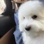 Eom Ji-yoon Instagram - 까칠한 강아지 매니저로 살아남기