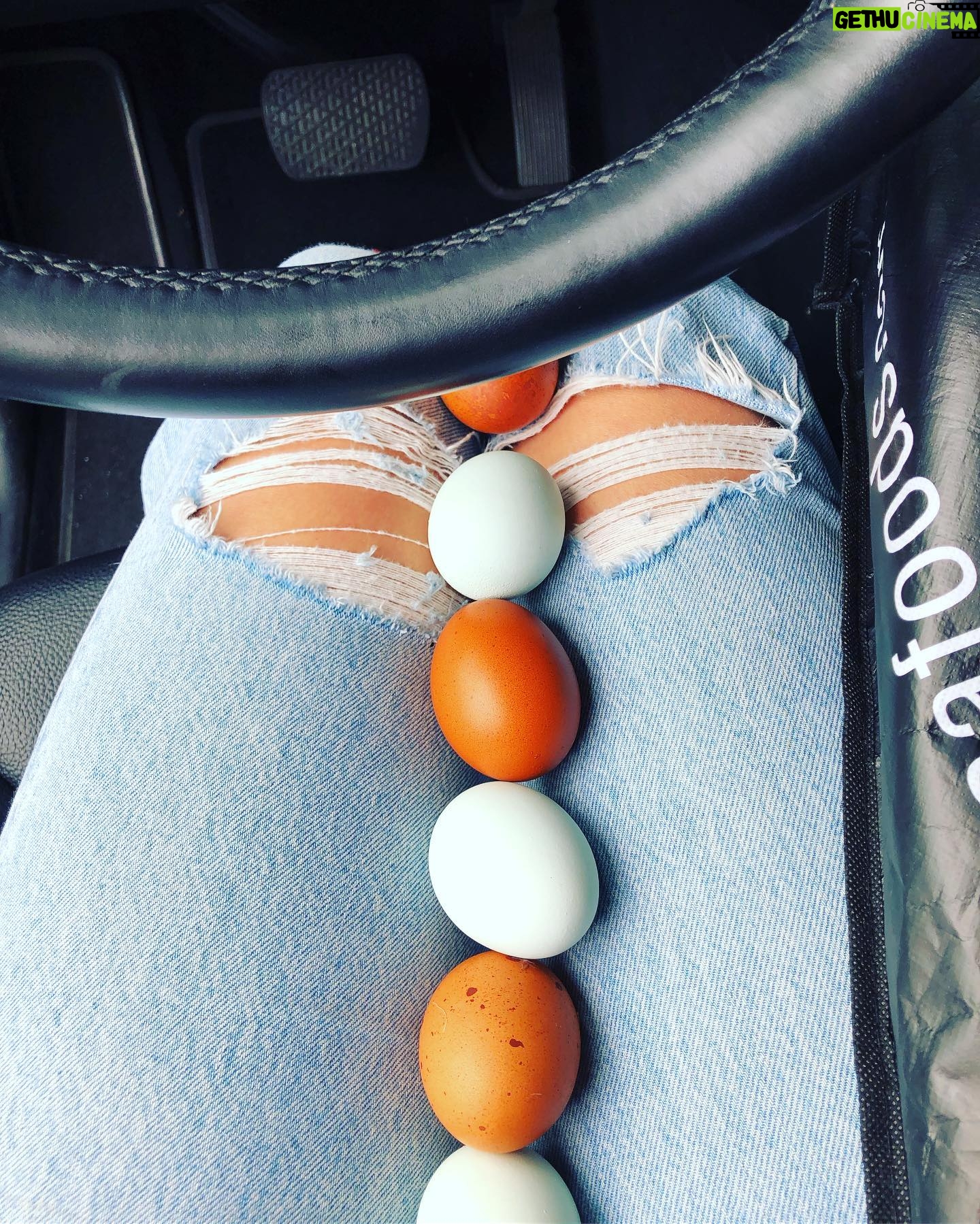 Erica Cerra - 2.2K Likes - When your amazing friends/ neighbours @adeljcotichini have chickens... you are lucky enough to get fresh EGGS!