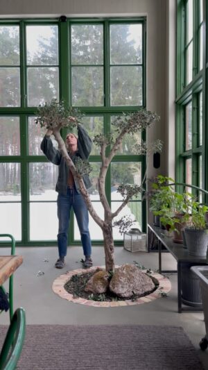 Erika Åberg Instagram - Dags att frisera oliven!
🫒
#olivträd #olivetree #orangeri #orangerie