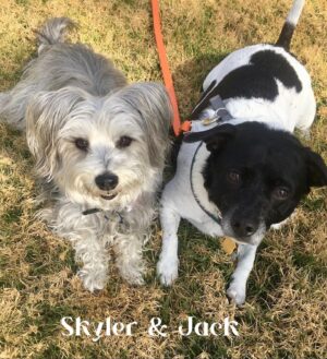 Erika Eleniak Instagram - Happiest National Puppy Day!
LOVE our Babies!
#jack
#piper
#skyler
#rusty
#ollie
#charlie