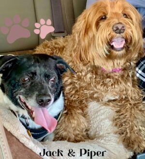 Erika Eleniak Instagram - Happiest National Puppy Day!
LOVE our Babies!
#jack
#piper
#skyler
#rusty
#ollie
#charlie